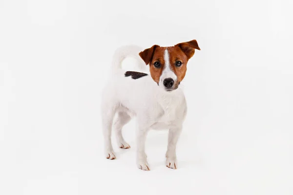 Close Skud Søde Unge Jack Russell Terrier Hvalp Med Med - Stock-foto