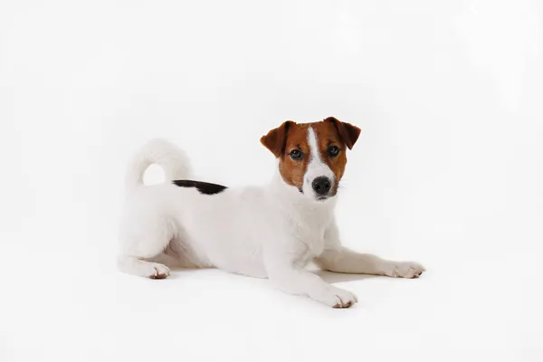 Close Skud Søde Unge Jack Russell Terrier Hvalp Med Med - Stock-foto