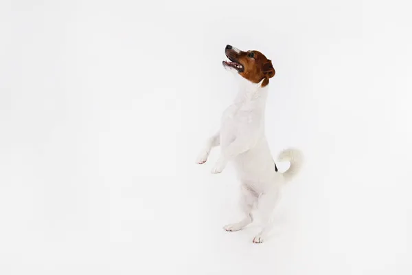 特写拍摄可爱的年轻杰克鲁塞尔小狗与褐色斑纹的脸 孤立在白色背景 工作室拍摄的可爱的小狗与折叠的耳朵 文本的复制空间 — 图库照片