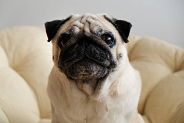 Köpek yatağında oturan buruşuk suratlı komik, rüya gibi bir köpek. Dinlenme odasında dinlenen komik kürk lekeleri olan sevimli bir köpek. Kapat, metin ve arkaplan için boşluk kopyala.