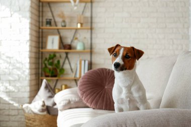 Meraklı Jack Russell Terrier köpek yavrusu kameraya bakıyor güneş ışığında sokak çalgıcılığı yapıyor. Evde kanepede tek başına kıvrılmış kulakları olan sevimli bir köpekçik. Kapat, kopyala alanı, rahat iç arkaplan