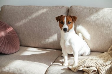 Meraklı Jack Russell Terrier köpek yavrusu kameraya bakıyor güneş ışığında sokak çalgıcılığı yapıyor. Evde kanepede tek başına kıvrılmış kulakları olan sevimli bir köpekçik. Kapat, kopyala alanı, rahat iç arkaplan