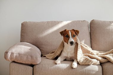 Meraklı Jack Russell Terrier köpek yavrusu kameraya bakıyor güneş ışığında sokak çalgıcılığı yapıyor. Evde kanepede tek başına kıvrılmış kulakları olan sevimli bir köpekçik. Kapat, kopyala alanı, rahat iç arkaplan