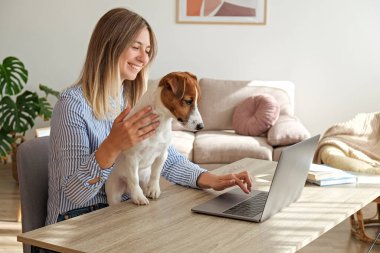 Masanın başında oturan genç ve güzel bir kadın evde, oturma odasında serbest çalışıyor. Jack Russell Terrier köpeğiyle evinde rahat bir şekilde çalışan bir kadın. İç, arka plan, kapat, kopyala.