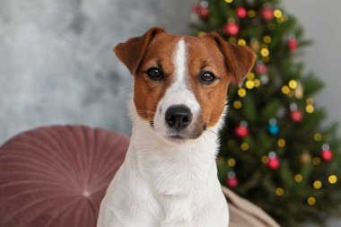 Çocuk konsepti için Noel hediyesi olarak Jack Russell Terrier. Bayram ağacının yanındaki kanepede dört aylık sevimli köpek, şenlik ışıkları. Neşeli arkaplan, kapat, boşluğu kopyala.