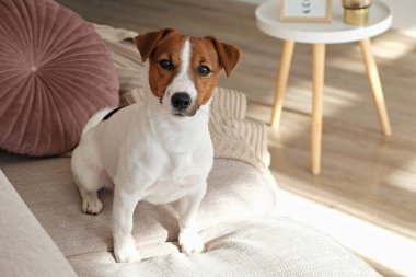 Meraklı Jack Russell Terrier köpek yavrusu kameraya bakıyor güneş ışığında sokak çalgıcılığı yapıyor. Evde kanepede tek başına kıvrılmış kulakları olan sevimli bir köpekçik. Kapat, kopyala alanı, rahat iç arkaplan