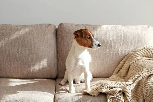 好奇的杰克罗素泰里尔小狗看着在阳光下的相机街头表演 可爱的小狗 双耳交叉 一个人在家里的沙发上 复制空间 舒适的内部背景 — 图库照片