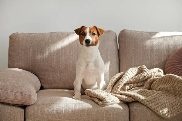 Curieux Jack Russell Terrier Chiot Regardant Caméra Busking Dans Lumière — Photo