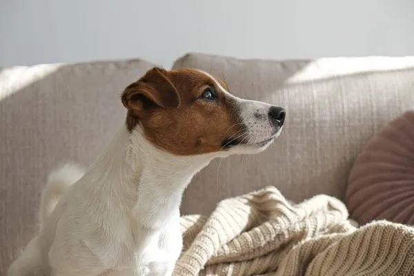 Curieux Jack Russell Terrier Chiot Regardant Caméra Busking Dans Lumière — Photo