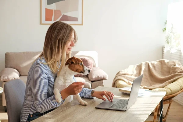 Masanın başında oturan genç ve güzel bir kadın evde, oturma odasında serbest çalışıyor. Jack Russell Terrier köpeğiyle evinde rahat bir şekilde çalışan bir kadın. İç, arka plan, kapat, kopyala.