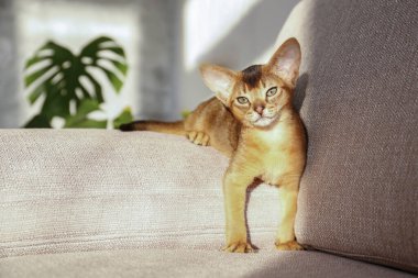 Evde iki aylık tarçınlı Habeş kedisi var. Oturma odasındaki bej renkli tekstil kanepesinde güzel safkan kısa saçlı kedi yavrusu. Kapat, kopyala boşluk, arkaplan.