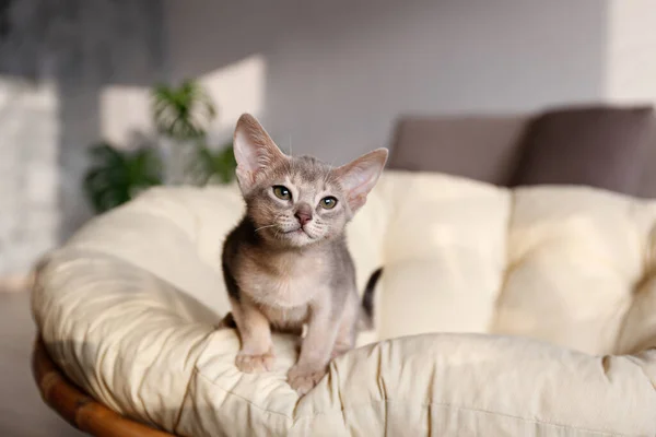 Chat Abyssinien Bleu Gris Deux Mois Maison Beau Chaton Poils — Photo