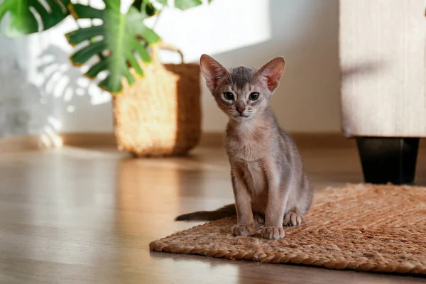 Dois Meses Idade Azul Cinza Gato Abissínio Casa Belo Gatinho — Fotografia de Stock