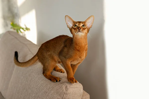 Gato Abisinio Canela Dos Meses Casa Hermoso Gatito Pelo Corto —  Fotos de Stock