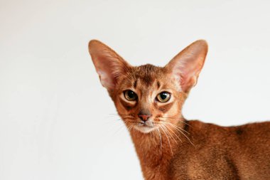 Evde iki aylık tarçınlı Habeş kedisi var. Oturma odasındaki bej renkli tekstil kanepesinde güzel safkan kısa saçlı kedi yavrusu. Kapat, kopyala boşluk, arkaplan.