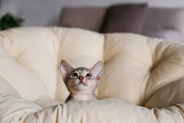 Zwei Monate Alte Blaugraue Abessinier Katze Hause Schönes Reinrassiges Kurzhaariges — Stockfoto