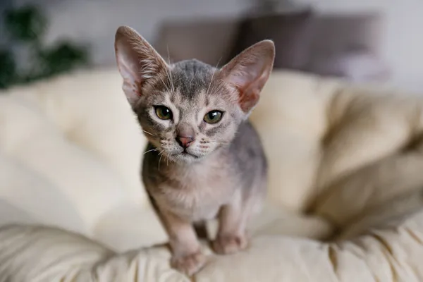 Zwei Monate Alte Blaugraue Abessinier Katze Hause Schönes Reinrassiges Kurzhaariges — Stockfoto