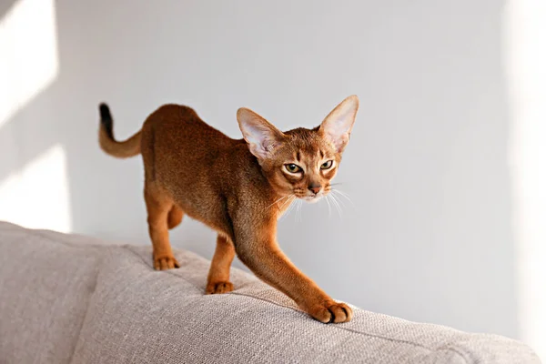 Gato Abisinio Canela Dos Meses Casa Hermoso Gatito Pelo Corto —  Fotos de Stock