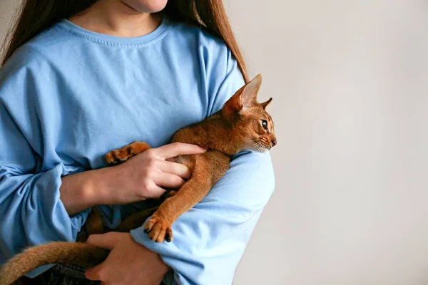 Pequeño Gatito Abisinio Lindo Brazos Mujer Joven Poses Adorables Hermoso —  Fotos de Stock