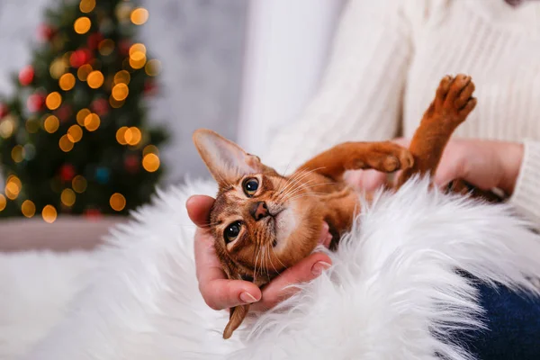 Schnappschuss Einer Jungen Frau Die Ihre Süße Hauskatze Hält Unerkennbar — Stockfoto