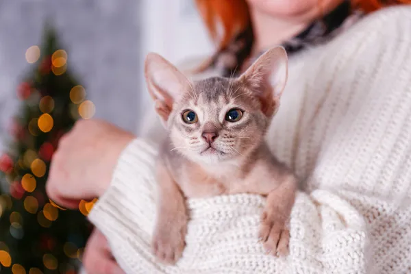 Recortado Disparo Mujer Joven Sosteniendo Lindo Gato Abisinio Doméstico Hembra — Foto de Stock