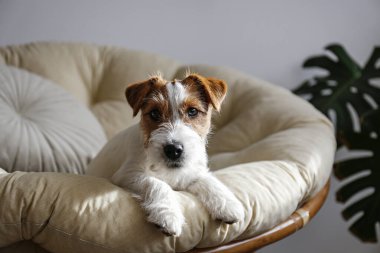 Tel saçlı Jack Russell Terrier köpek yatağında kameraya bakıyor. Evdeki bir dinlenme odasında dinlenen komik kürk lekeli küçük kaba köpecik. Kapat, kopyala alanı, rahat iç arkaplan