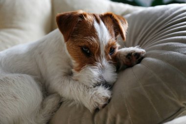 Tel saçlı Jack Russell Terrier köpek yatağında kameraya bakıyor. Evdeki bir dinlenme odasında dinlenen komik kürk lekeli küçük kaba köpecik. Kapat, kopyala alanı, rahat iç arkaplan