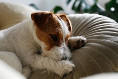 Tel saçlı Jack Russell Terrier köpek yatağında kameraya bakıyor. Evdeki bir dinlenme odasında dinlenen komik kürk lekeli küçük kaba köpecik. Kapat, kopyala alanı, rahat iç arkaplan