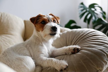 Köpek yatağında tel saçlı Jack Russell Terrier köpeği. Evdeki bir dinlenme odasında dinlenen komik kürk lekeli küçük kaba köpecik. Kapat, kopyala alanı, rahat iç arkaplan