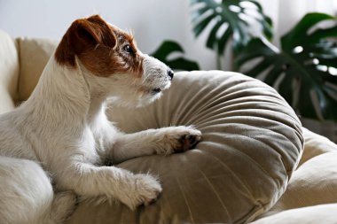 Köpek yatağında tel saçlı Jack Russell Terrier köpeği. Evdeki bir dinlenme odasında dinlenen komik kürk lekeli küçük kaba köpecik. Kapat, kopyala alanı, rahat iç arkaplan