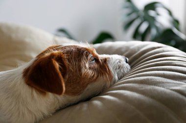 Köpek yatağında tel saçlı Jack Russell Terrier köpeği. Evdeki bir dinlenme odasında dinlenen komik kürk lekeli küçük kaba köpecik. Kapat, kopyala alanı, rahat iç arkaplan