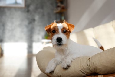 Tel saçlı Jack Russell Terrier köpek yatağında kameraya bakıyor. Evdeki bir dinlenme odasında dinlenen komik kürk lekeli küçük kaba köpecik. Kapat, kopyala boşluk, arkaplan