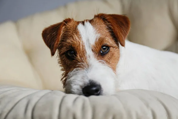 Cabelo Arame Jack Russell Terrier Cachorro Cama Cão Olhando Para — Fotografia de Stock