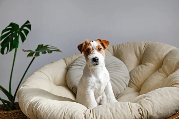 Drátěné Vlasy Jack Russell Teriér Štěně Psí Posteli Dívá Kamery — Stock fotografie