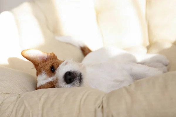 Druciany Szczeniak Jack Russell Terrier Psim Łóżku Patrzący Kamerę Mały — Zdjęcie stockowe