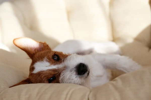 Cableado Jack Russell Terrier Cachorro Cama Del Perro Mirando Cámara — Foto de Stock