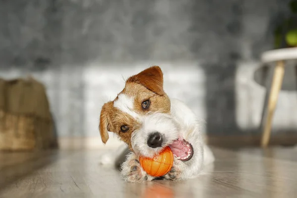 Der Drahthaarige Jack Russell Terrier Welpe Spielt Mit Seinem Lieblingsspielzeug — Stockfoto