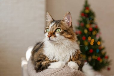 Güzel kahverengi ve beyaz uzun saçlı kedinin portresi bulanık noel ağacının üzerinde şenlikli bir dekor ile. Evdeki sevgili evcil hayvan portresi, çam ağacı, bokeh efektli ışıklar. Kapat, boşluğu kopyala.