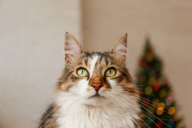 Güzel kahverengi ve beyaz uzun saçlı kedinin portresi bulanık noel ağacının üzerinde şenlikli bir dekor ile. Evdeki sevgili evcil hayvan portresi, çam ağacı, bokeh efektli ışıklar. Kapat, boşluğu kopyala.