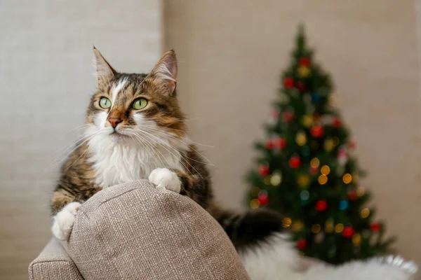 Retrato Hermoso Gato Pelo Largo Marrón Blanco Sobre Borroso Árbol — Foto de Stock