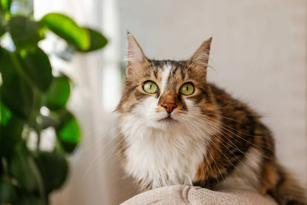 Portrait Cute Siberian Cat Green Eyes Lying Beige Textile Sofa — Stock Photo, Image