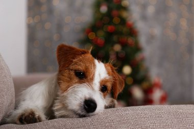 Tel saçlı Jack Russell Terrier köpek yavrusu çocuk konsepti için Noel hediyesi. Süslü tatil ağacının yanında pürüzlü bir köpek yavrusu, şenlikli bokeh ışıkları. Kapat, kopyala alanı, rahat iç arkaplan.