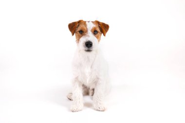 Kablo saçlı Jack Russell Terrier 'ın yakın plan çekimleri. Yüzünde kahverengi lekeler var. Beyaz arka planda izole edilmiş. Katlanmış kulaklı, pürüzlü köpek yavrusunun stüdyo fotoğrafı. Metin için alanı kopyala.