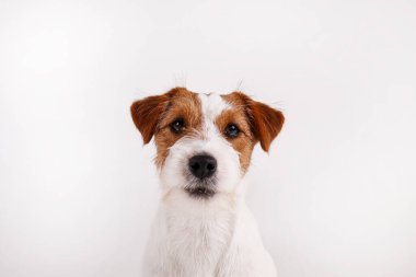 Kablo saçlı Jack Russell Terrier 'ın yakın plan çekimleri. Yüzünde kahverengi lekeler var. Beyaz arka planda izole edilmiş. Katlanmış kulaklı, pürüzlü köpek yavrusunun stüdyo fotoğrafı. Metin için alanı kopyala.