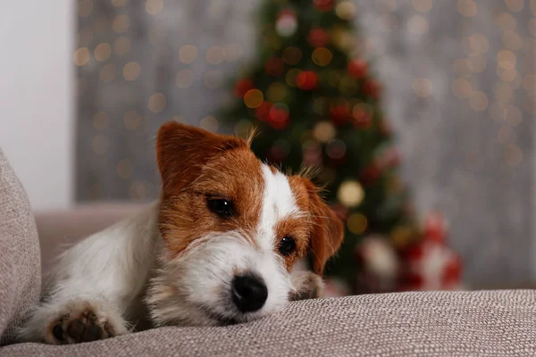 테리어 강아지 회장은 크리스마스 선물로 아이들의 컨셉트를 휴일을 장식하고 축제를 — 스톡 사진