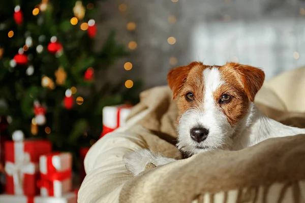 테리어 강아지 회장은 크리스마스 선물로 아이들의 컨셉트를 휴일을 장식하고 축제를 — 스톡 사진