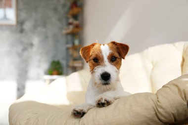 Tel saçlı Jack Russell Terrier köpek yatağında kameraya bakıyor. Evdeki bir dinlenme odasında dinlenen komik kürk lekeli küçük kaba köpecik. Kapat, kopyala boşluk, arkaplan
