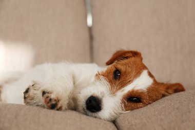 Tel saçlı Jack Russell Terrier köpek yatağında kameraya bakıyor. Evdeki bir dinlenme odasında dinlenen komik kürk lekeli küçük kaba köpecik. Kapat, kopyala boşluk, arkaplan