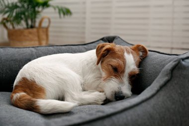 Portrait of four months old wire haired Jack Russell Terrier puppy sleeping in the dog bed. Small rough coated doggy with funny fur stains resting in a lounger. Close up, copy space, background. clipart