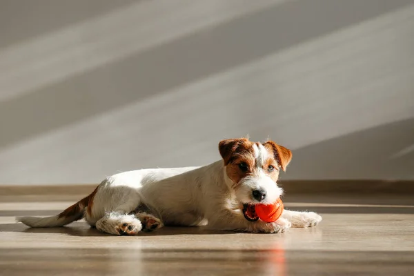 Lindo Cuatro Meses Edad Alambre Pelo Jack Russel Terrier Cachorro — Foto de Stock